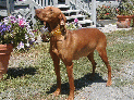 dogs_13.JPG
 (185.1k)