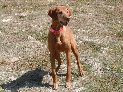 dogs_2.JPG
 (194.6k)