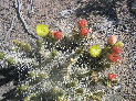 cactusFlowers.jpg
 (223.4k)